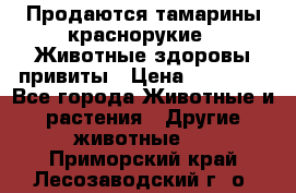 Продаются тамарины краснорукие . Животные здоровы привиты › Цена ­ 85 000 - Все города Животные и растения » Другие животные   . Приморский край,Лесозаводский г. о. 